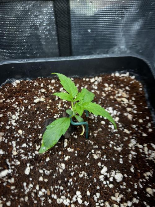 Grape walker Kush. Week 1