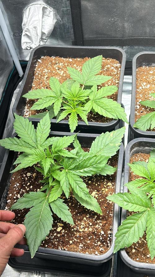 Grape walker Kush. Week 2