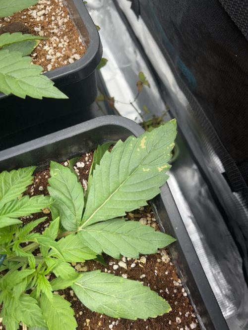 Grape walker Kush. Week 2