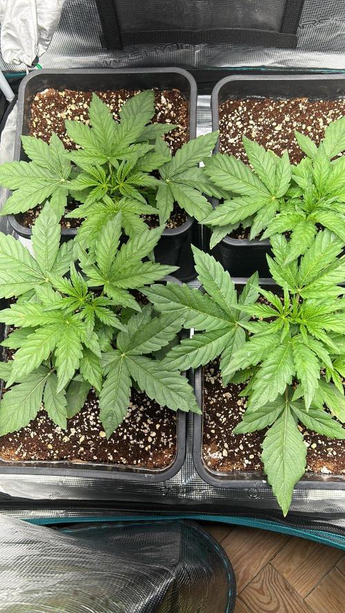 Grape walker Kush. Week 2