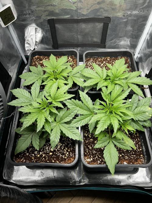 Grape walker Kush. Week 2