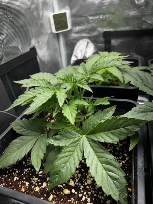 Grape walker Kush. Week 2