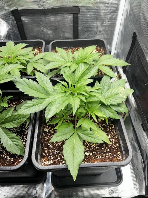 Grape walker Kush. Week 2