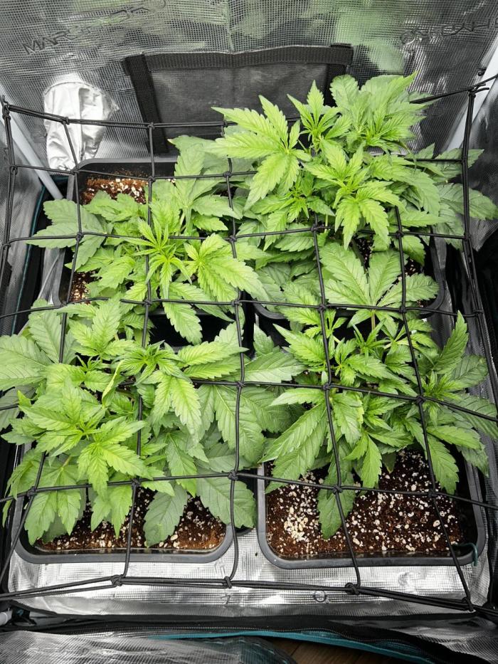 Grape walker Kush Auto. Week 3