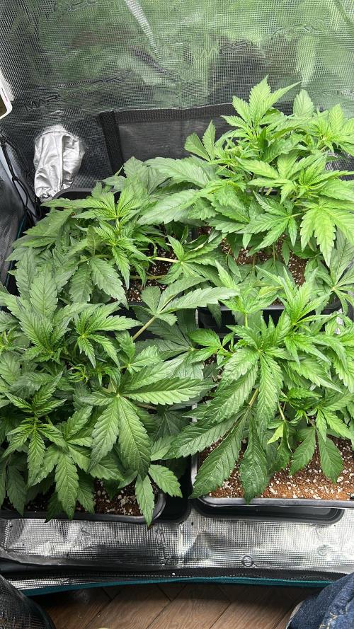 Grape walker Kush Auto. Week 4