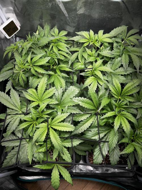 Grape walker Kush Auto. Week 4