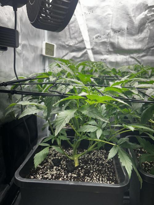 Grape walker Kush Auto. Week 4