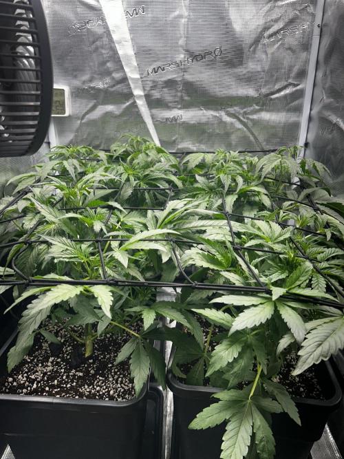 Grape walker Kush Auto. Week 4
