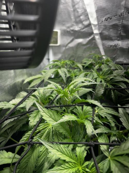 Grape walker Kush Auto. Week 4