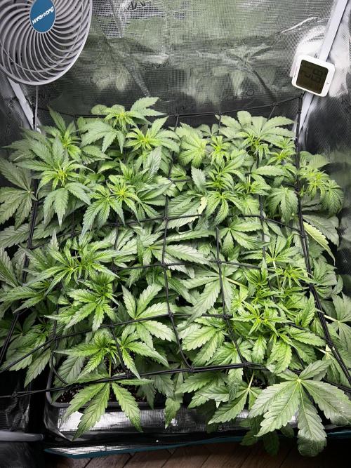 Grape walker Kush Auto. Week 5