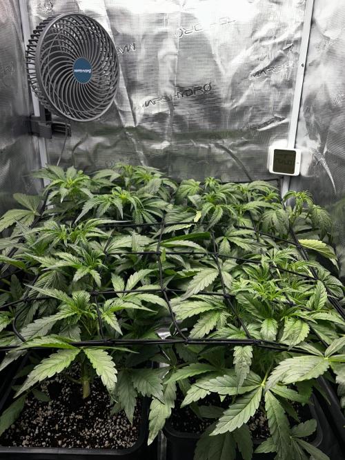 Grape walker Kush Auto. Week 5