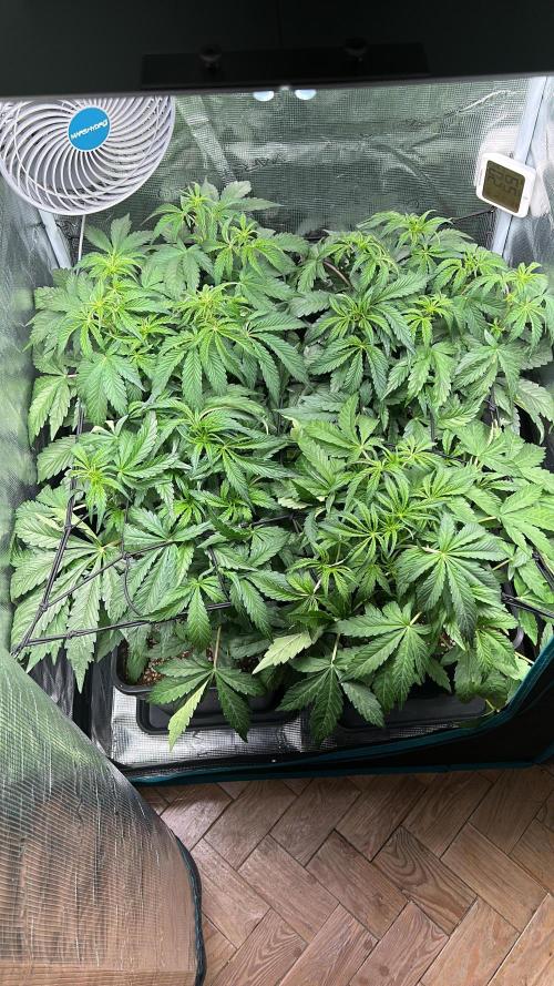 Grape walker Kush Auto. Week 5