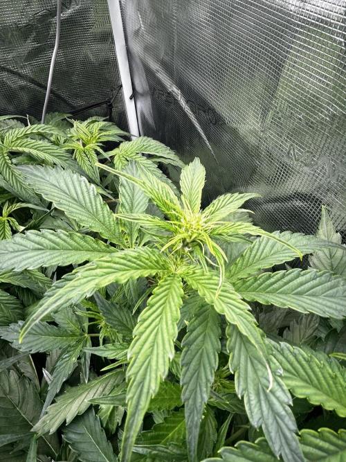 Grape walker Kush Auto. Week 6