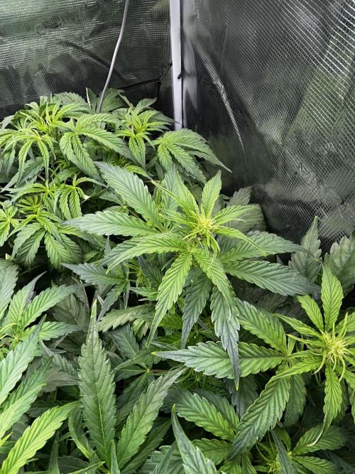 Grape walker Kush Auto. Week 6