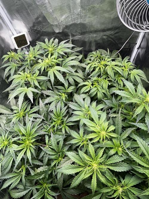 Grape walker Kush Auto. Week 6