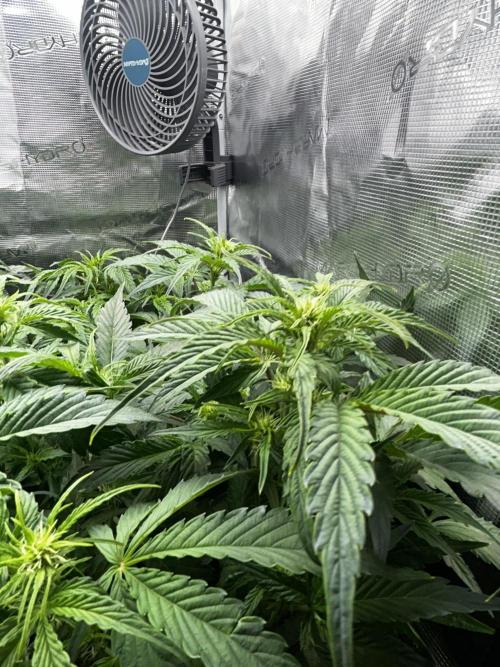 Grape walker Kush Auto. Week 6