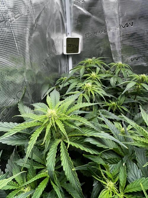 Grape walker Kush Auto. Week 6