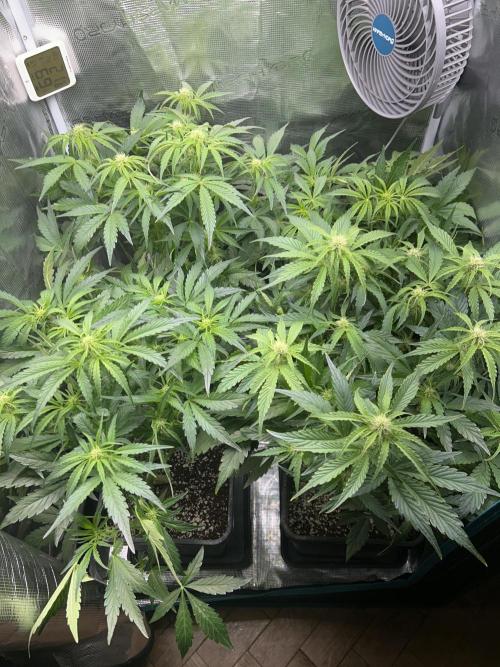 Grape walker Kush Auto. Week 6