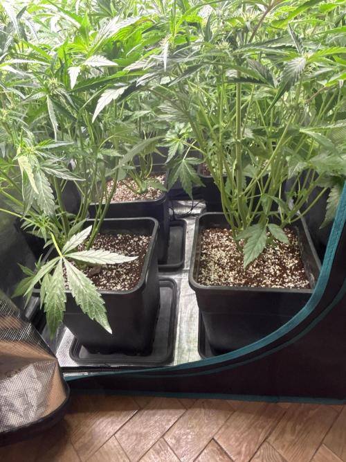 Grape walker Kush Auto. Week 6