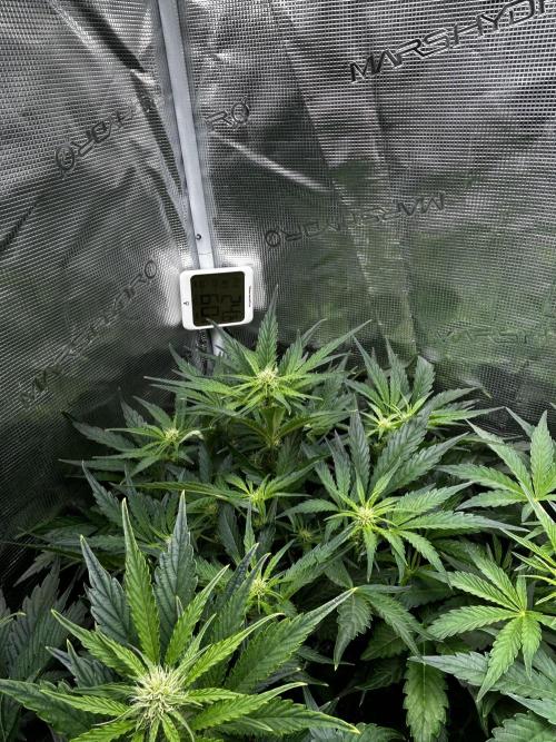 Grape walker Kush Auto. Week 6