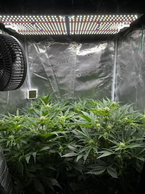 Grape walker Kush Auto. Week 6