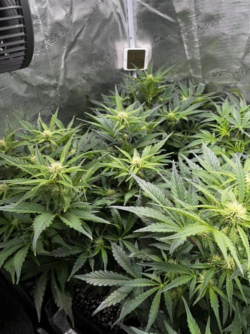 Grape walker Kush Auto. Week 6