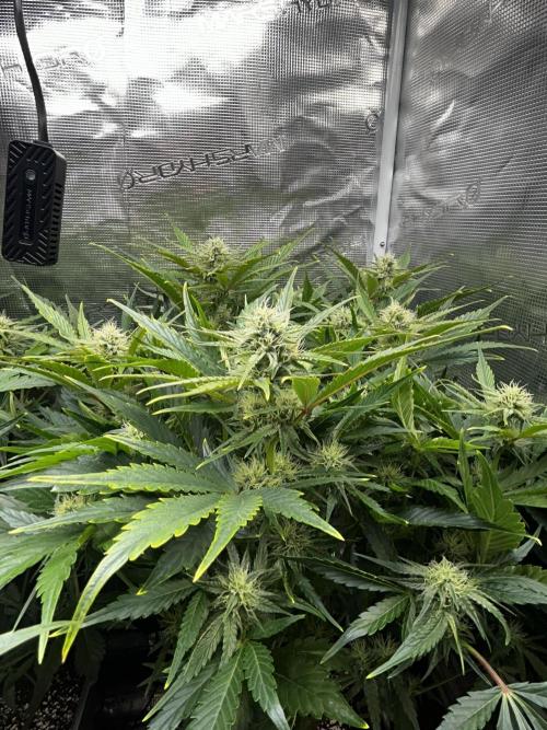 Grape walker Kush Auto. Week 7