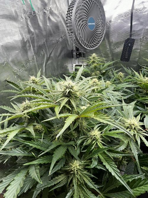 Grape walker Kush Auto. Week 7