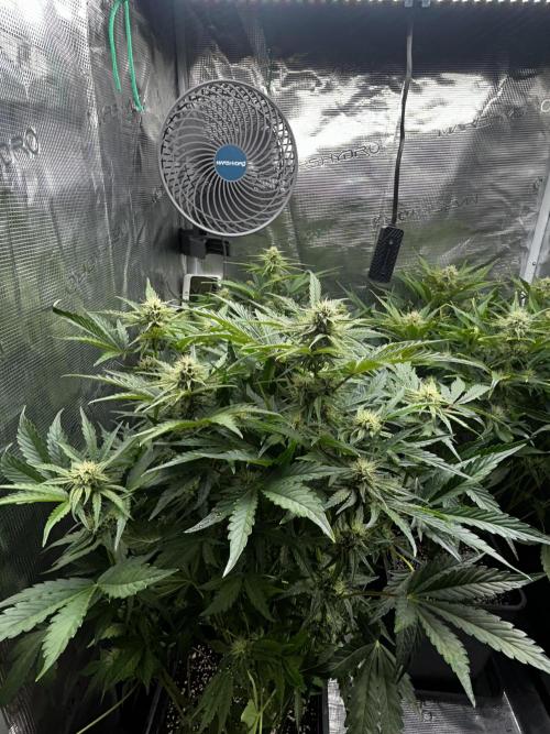 Grape walker Kush Auto. Week 7