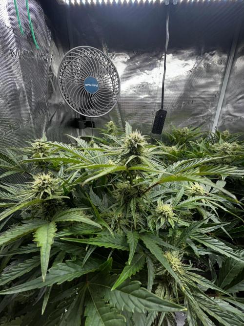 Grape walker Kush Auto. Week 7