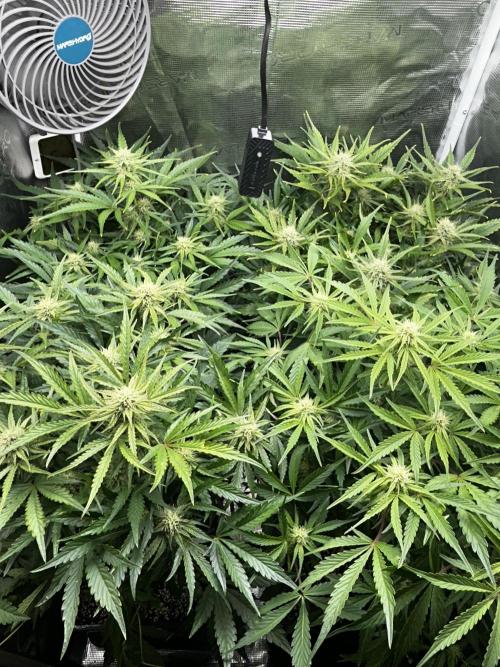 Grape walker Kush Auto. Week 7