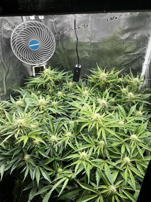 Grape walker Kush Auto. Week 7