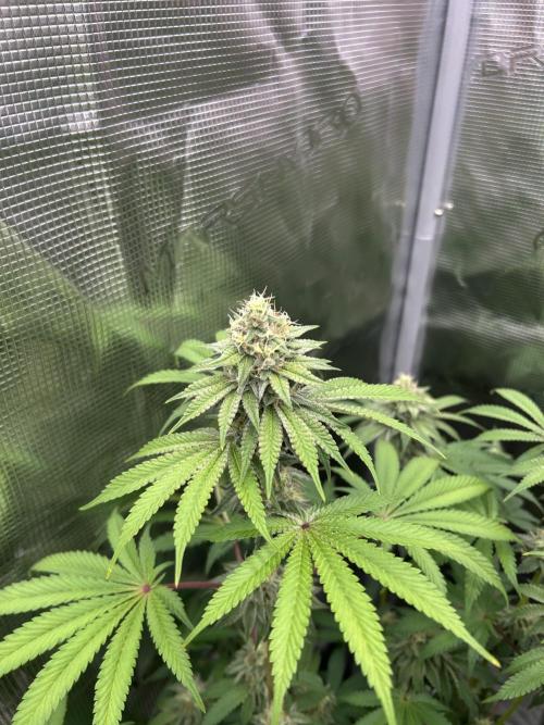 Radical juice. Week 6