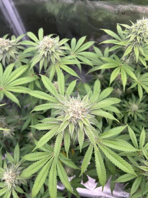 Radical juice. Week 6