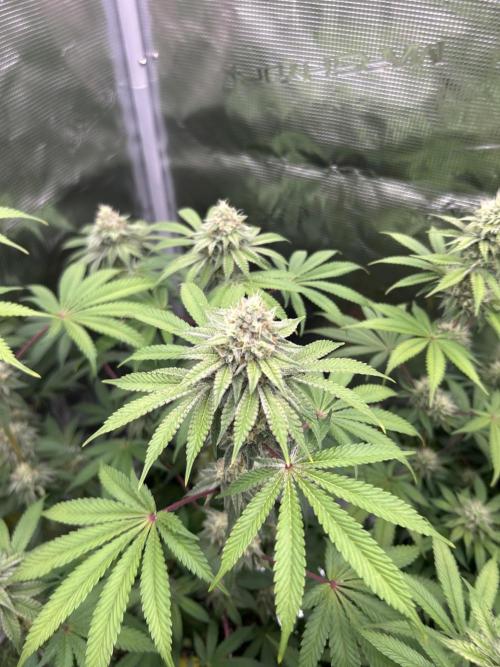 Radical juice. Week 6