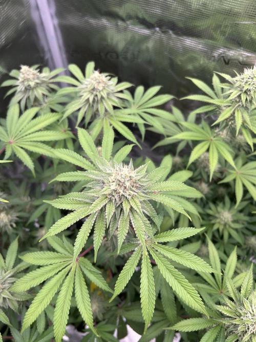 Radical juice. Week 6