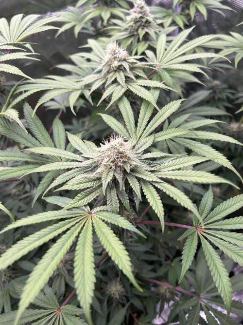 Radical juice. Week 6