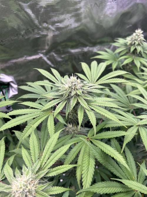 Radical juice. Week 6
