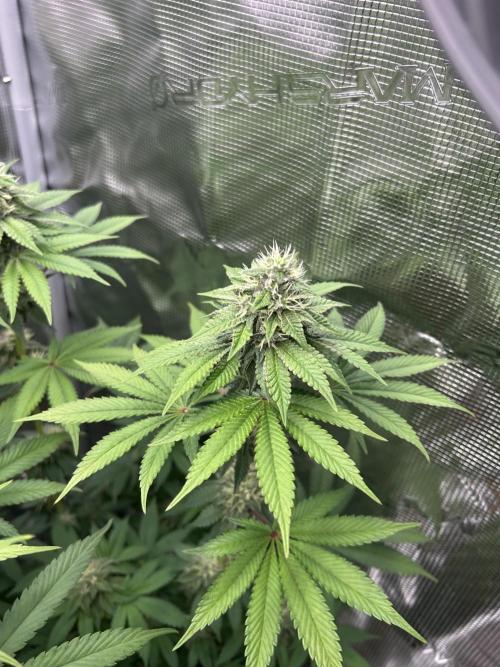 Radical juice. Week 6