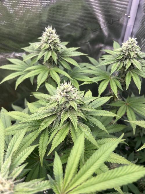 Radical juice. Week 6