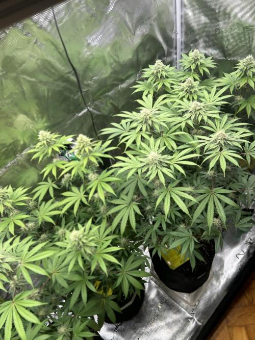 Radical juice. Week 6