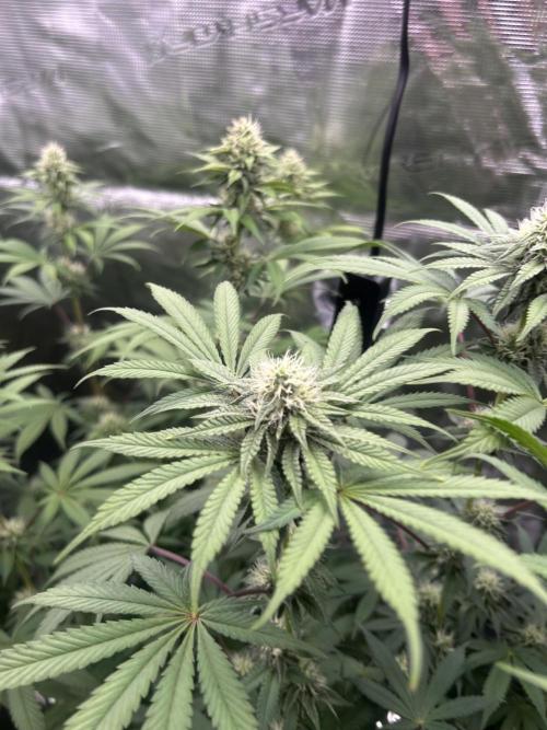 Radical juice. Week 5