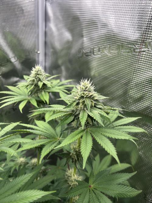 Radical juice. Week 5