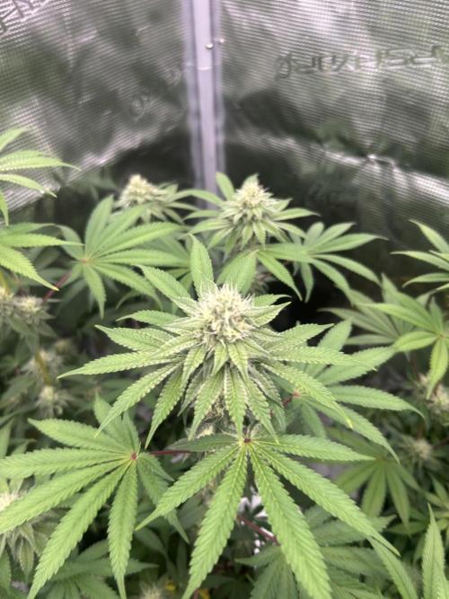 Radical juice. Week 5