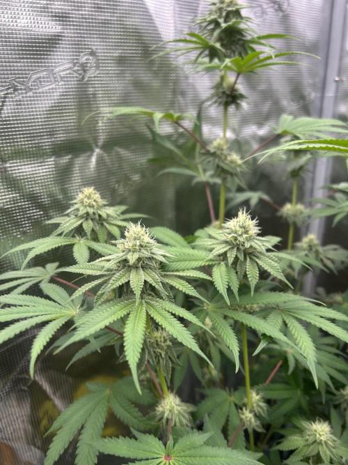 Radical juice. Week 5