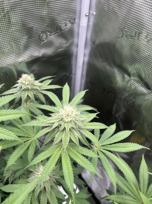 Radical juice. Week 5