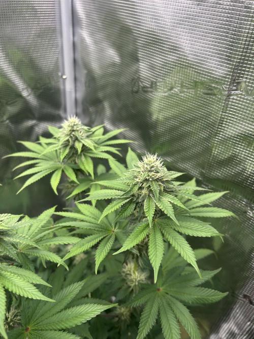 Radical juice. Week 5