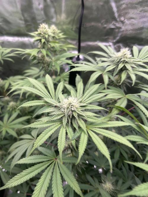 Radical juice. Week 5