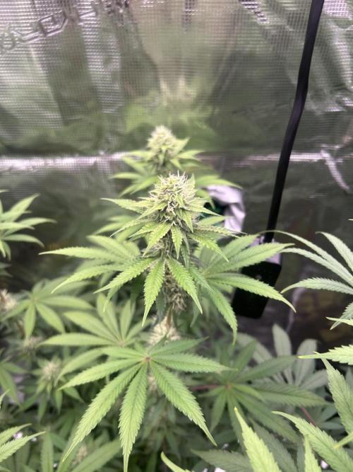 Radical juice. Week 5