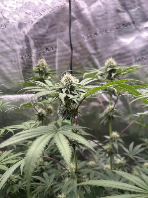 Radical juice. Week 5